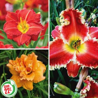 Daylily Collection 2 Thumbnail